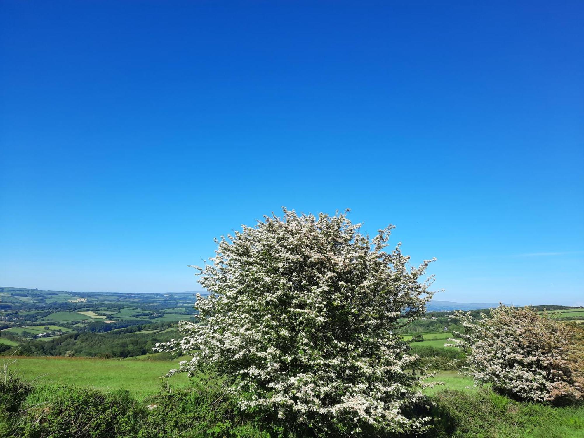 Summit Camping Kit Hill Cornwall Panoramic Views Grass Pitch From 15Pn Or Bella Bell Tent 75Pn Callington Habitación foto